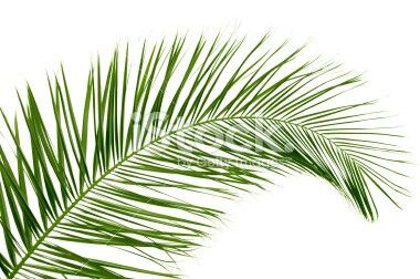 Palm leaf tattoo - id get it wrapped around my upper arm Palm Leaf Tattoo, Palm Leaves, Tropical Leaves, Leaf Tattoos, Palm Trees, Tattoos And Piercings, Color Me, Body Art, Piercings