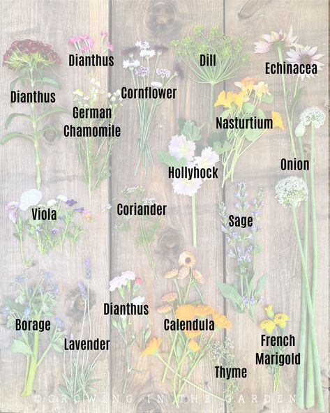 Coriander Flower, Thyme Garden, Elderberry Flower, Starting Seeds Indoors, Flower Names, Lavender Buds, Annual Flowers, Front Yard Garden, Edible Plants