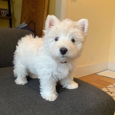 West Highland White Terrier Dogr, commonly known as the Westie, is a breed of dog from Scotland with a distinctive white harsh coat with a somewhat soft white undercoat. Scottish Terrier Puppy, West Terrier, Westie Puppies, Highlands Terrier, Cute Puppy Pictures, Westie Dogs, Terrier Puppy, Maltese Puppy, West Highland White