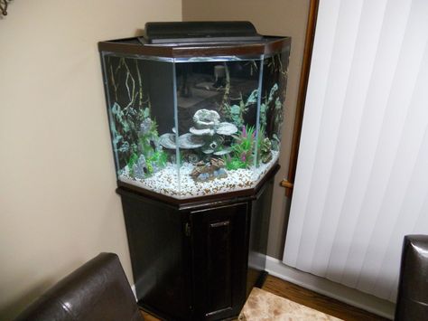 44 Gallon Corner Aquarium Fish Tank Hexagon Fish Tank, Aquarium For Home, Aqua Planet, Corner Aquarium, Aquarium Stands, Cool Fish Tanks, Aquarium Stand, Fish Tank Accessories, Pooja Room Door Design