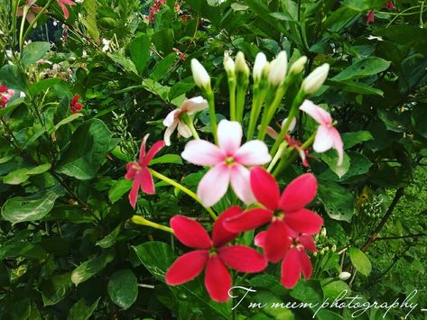 Rangoon Creeper, Name Aesthetic, Rose Crafts, Flower Photography, Creepers, Flowers Photography, Beautiful Images, Plants, Flowers