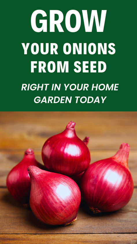 Learn the basics of growing onions from seed and discover how you can enjoy a bigger variety and better flavors in your kitchen. How To Grow Red Onions, Onions From Seed, Growing Onions From Seed, Grow Onions, Growing Onions, Natural Fertilizer, Organic Vegetable Garden, Bountiful Harvest, Growing Tomatoes