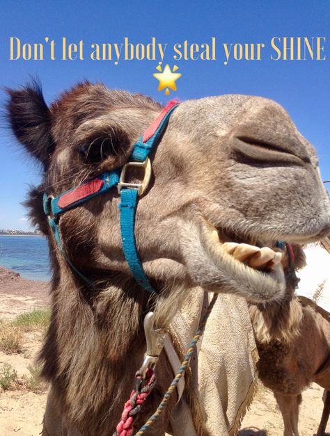 A happy camel I found in victor harbour Victor Harbour, Wednesday Humor, Monday Memes, Wednesday Quotes, Pinterest Images, Hump Day, Animal Quotes, How To Better Yourself, Cute Quotes