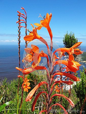 Watsonia in Tsitsikamma National Park coastal reserve in South Africa Africa Flowers, Tsitsikamma National Park, South African Flowers, Poppy Flower Painting, Flower Plants, African Flowers, Unusual Plants, Wild Flower, Poppy Flower