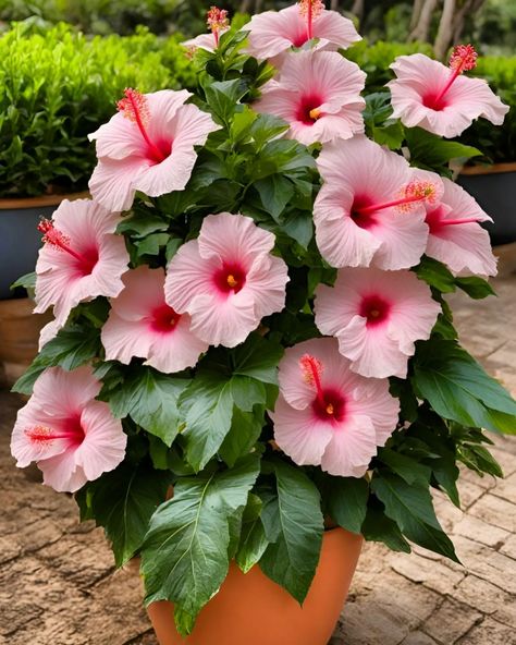 Hibiscus Flowers Hibiscus In Pots, Growing Hibiscus, Hibiscus Garden, Flowering House Plants, Small Balcony Garden, Canvas Art Decor, Hibiscus Plant, Nothing But Flowers, Ornamental Plants