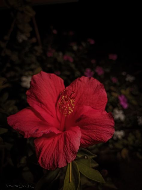 Dark Hibiscus Flower, Red Hibiscus Flower Aesthetic, Hibiscus Flower Pfp, Pink Hibiscus Flower Aesthetic, Habisquis Flower, Hibiscus Pfp, Hibiscus Flower Aesthetic, Coriander Flower, Black Hibiscus