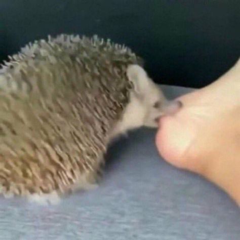 A Hedgehog, On Twitter, Bed, Twitter