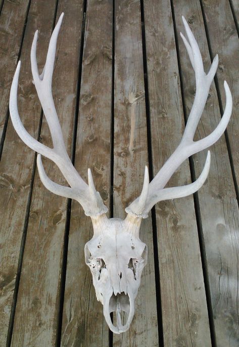 All-Natural Wild Elk Skull with Antlers by ElkCountryLDhaseleer