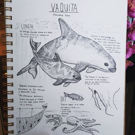 Vaquita is the world's rarest marine mammal.... Endangered Species Art, Rare Tattoos, Blue Bird Art, Biology Facts, Shark Art, Biology Notes, Science Journal, Creature Drawings, Marine Mammals