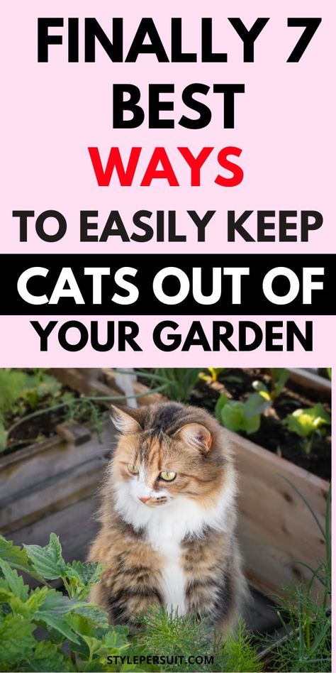 Keeping cats out of the garden naturally can be achieved using various methods that are safe for both the cats and your plants. Checkout the seven effective methods: Keep Cats Out Of Garden, Cat Repellant Garden, Cat Repellant, My Property, Stray Cat, Pet Stuff, The Neighborhood, Life Tips, Patio Ideas