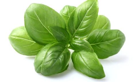 Gout and Basil Types Of Basil, Basil Essential Oil, Outside Plants, Basil Plant, Inside Plants, Sweet Basil, Basil Leaves, Heirloom Seeds, Seed Packets