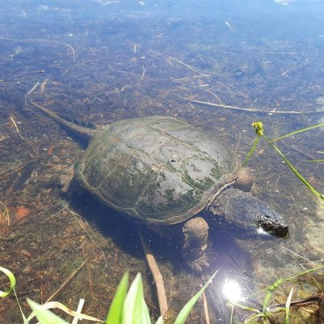 Western Painted Turtle, Common Snapping Turtle, Types Of Turtles, Aquatic Insects, Pictured Rocks, Pictured Rocks National Lakeshore, Easy Pets, Snapping Turtle, Small Turtles