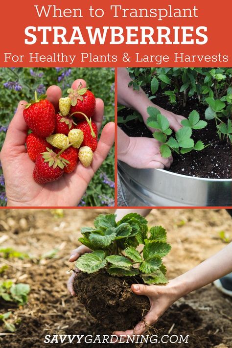 When To Plant Strawberries, Strawberry Seedlings, Plant Strawberries, Strawberry Harvest, Strawberry Runners, Strawberry Bush, Strawberry Beds, Canned Strawberries, Strawberry Plant