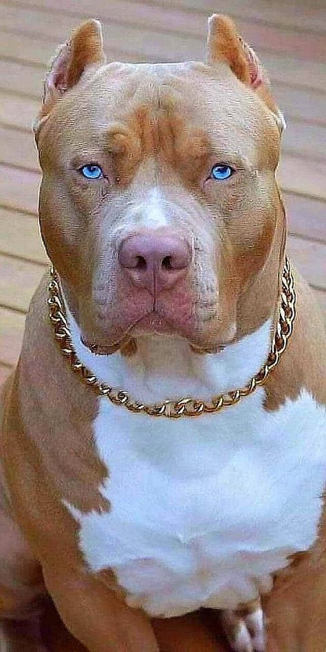 Motocykle Harley Davidson, Cute Pitbull Puppies, Cute Pitbulls, Pitbull Dog Breed, Smartest Dog Breeds, Pitbull Art, Bully Breeds Dogs, Pitt Bull, Big Dog Breeds