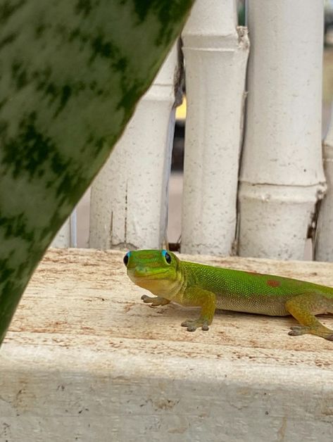 Green Animal Aesthetic, Cute Reptiles Aesthetic, Lizard Aesthetic, Reptile Aesthetic, Reptile Man, Geko Lizard Aesthetic, Aesthetic Lizard, Hawaiian Aesthetic, Thorny Devil