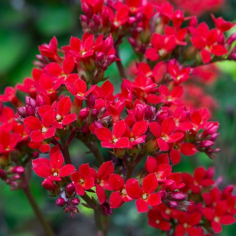 Commercial Greenhouse, Kalanchoe Blossfeldiana, Paint Flowers, Balcony Plants, Tiny Plants, Peat Moss, Low Maintenance Plants, Unique Plants, Flower Bud