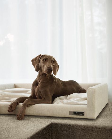 Minimal Modern Design, Trendy Water Bottles, Puppy Mom, Weimaraner Dogs, Contemporary Nightstand, Dog Photoshoot, Cool Dog Beds, Luxury Pet, Dog Items