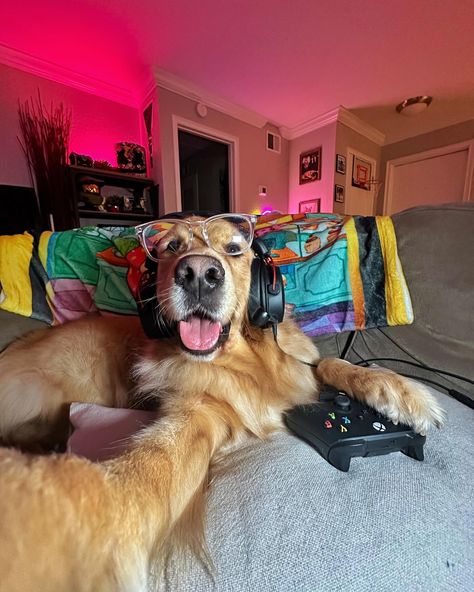 Can’t talk right now, gaming with the boys 🎮 #dogsofinstagram #xbox #cutedog #funnydog #gamer #dogs #goldenretriever #dogselfies Dog Breeds For Families, Scottish Terrier Puppy, Dogs Images, Discord Profile, Funny Puppy, Cute Dogs Images, Super Cute Puppies, Dog Games, Gamer Boy