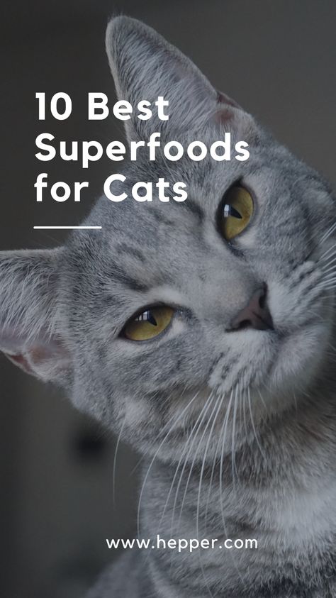 Human Food For Cats, Raw Cat Food Diet, Antique Knowledge, Homemade Cat Food, Best Superfoods, Colorful Hairstyles, Cat Diet, Cat Nutrition, Cat Mama