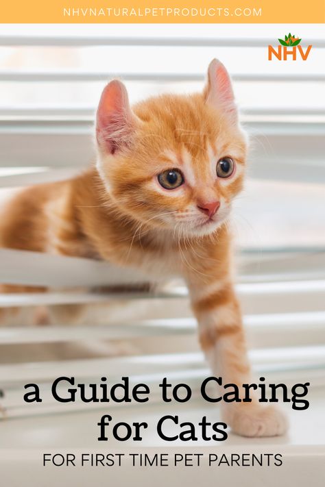 How To Take Care Of Cats Tips, Taking Care Of A Cat, First Time Cat Owner Tips, How To Take Care Of Cats, How To Take Care Of A Cat, Cat Education, Taking Care Of Kittens, Kitten Checklist, First Time Cat Owner