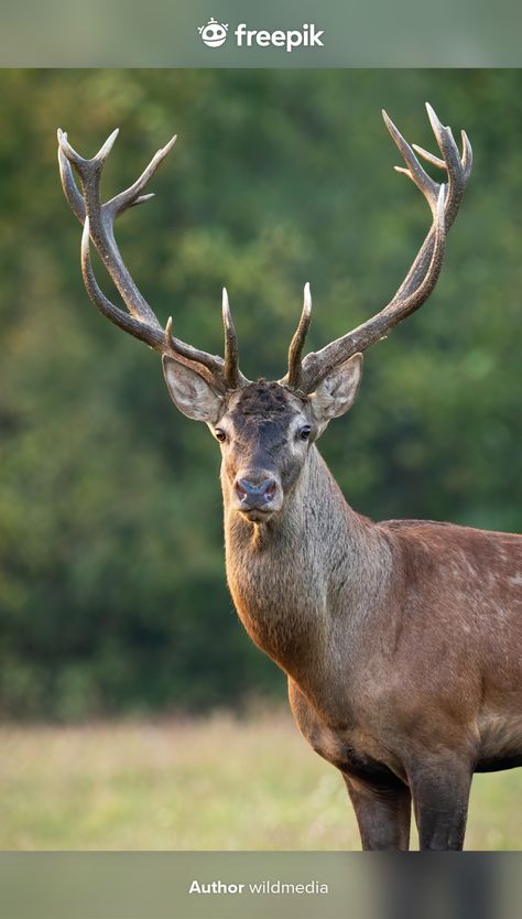 Cabeza de ciervo rojo en prado verde Fot... | Premium Photo #Freepik #photo #naturaleza #animal #venado #ver Front View Portrait, Elk Pictures, Red Deer Stag, Green Meadow, Stag Deer, Stag Head, Deer Stags, Red Deer, Animals Of The World