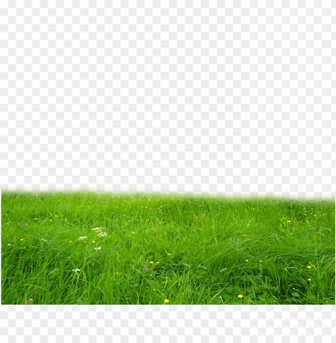 Picnic Images, Editing Pack, Grass Png, Background Png Images, Green Grass Background, Grass Background, Clear Background, Background Png, Photo L