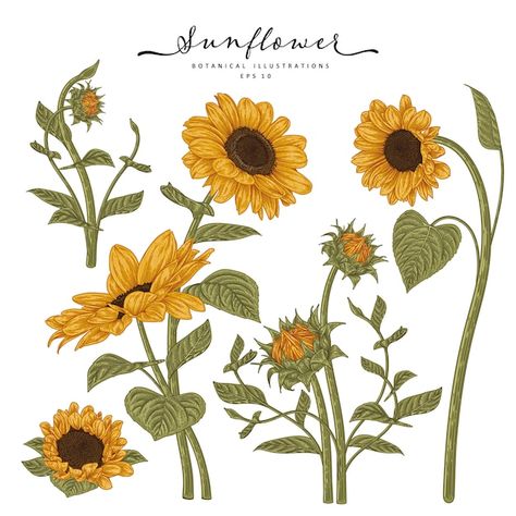 Sunflower Drawings, Sunflower Sketches, Sunflower Illustration, Sunflower Drawing, Decorative Set, Vector Sketch, Sunflower Art, Hand Drawn Flowers, Sunflower Pattern