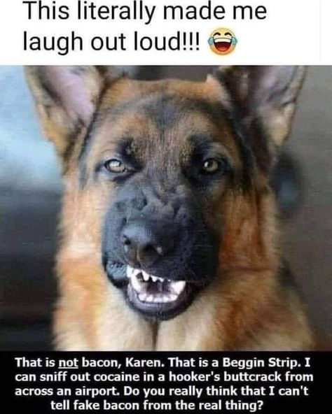 Animal Humor, Funny Animal Jokes, Sarcastic Quotes Funny, Funny Animal Memes, Animal Jokes, Just Funny, Made Me Laugh, German Shepherd Dog, German Shepherds