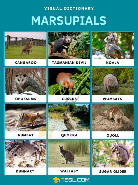 Types Of Bellies, Kangaroo Rat, Animals Name In English, Animals Information, Australia Animals, Photos Aesthetic, Animal Science, Animal Groups, Tasmanian Devil