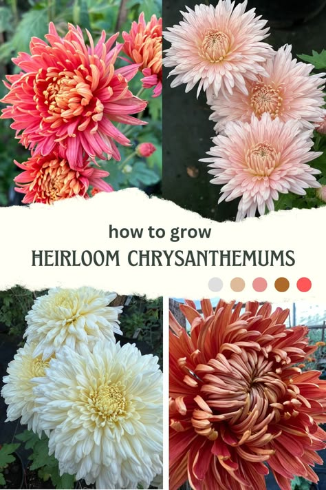 Growing Mums From Seed, Chrysanthemum Varieties, Growing Chrysanthemums, Heirloom Chrysanthemums, Heirloom Mums, Chrysanthemum Growing, Chrysanthemum Garden, Garden Core, Chrysanthemum Seeds