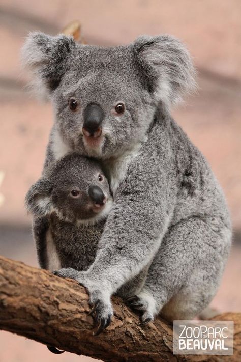 Koala mit Baby Mother And Baby Animals, Koala Bears, Baby Koala, Baby Animals Pictures, Koala Baby, Australian Animals, Sweet Animals, Koala Bear, Cute Little Animals