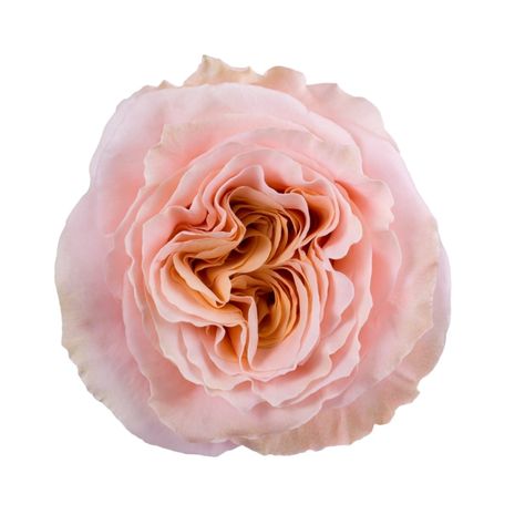 Classic Wedding Flowers, Shimmer Rose, Peach Tones, Flower Delivery Service, Peach Rose, Framed Wallpaper, Diy Wedding Flowers, Peach Roses, Wholesale Flowers