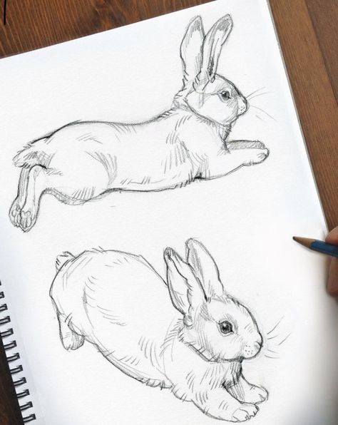 Bunny Sketches, Rabbit Drawing, Animal Drawings Sketches, Illustration Sketchbook, Bunny Drawing, Happy Lunar New Year, Drawing Sketching, Rabbit Art, Bunny Art