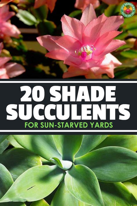 These 20+ shade succulent options provide drought-tolerant beauty in low light areas of your garden. via @epicgardening Shade Succulents, Low Light Succulents, Part Shade Plants, Succulent Garden Outdoor, Succulent Outdoor, Succulent Garden Indoor, Flowering Succulents, Succulent Garden Diy, Growing Succulents