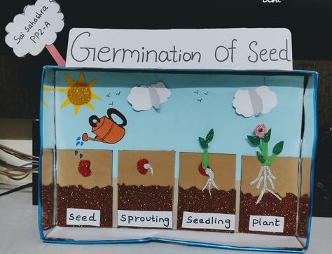 Germination Of Seeds Project, دورة حياة النبات, Science Exhibition Projects, Preschool Creative Art, Science Experiments For Preschoolers, Kindergarden Activities, Science Crafts, Kindergarten Learning Activities, Baby Learning Activities