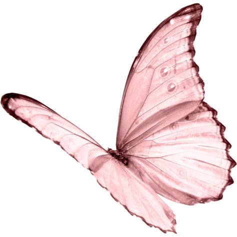 Pink Butterfly... Butterfly Background, Png Aesthetic, Butterfly Kisses, Tickled Pink, Everything Pink, Butterfly Wallpaper, Pink Butterfly, Pics Art, Pink Love