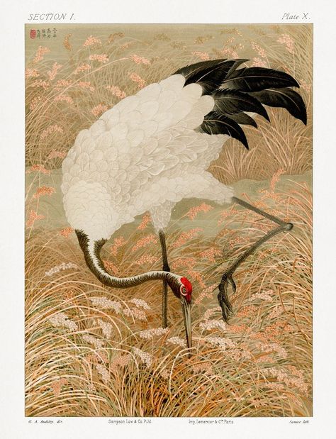 Sarus Crane, Crane Art, Red Crowned Crane, Japanese Animals, Japanese Crane, Rice Field, Japanese Illustration, Red Art Print, Animal Painting