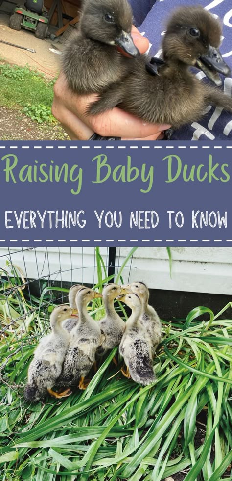 Easy Homesteading, Duckling Care, Duck Enclosure, Duck Care, Duck Pens, Raising Turkeys, Urban Chicken Farming, Baby Chicks Raising, Taking Care Of Baby