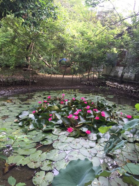 Lotus Flower In Pond, Flower Garden Images, Cute Panda Drawing, Boy Snaps Pic, Nandi Hills, Panda Drawing, Garden Pond Design, Indian Home Design, Nature Hd