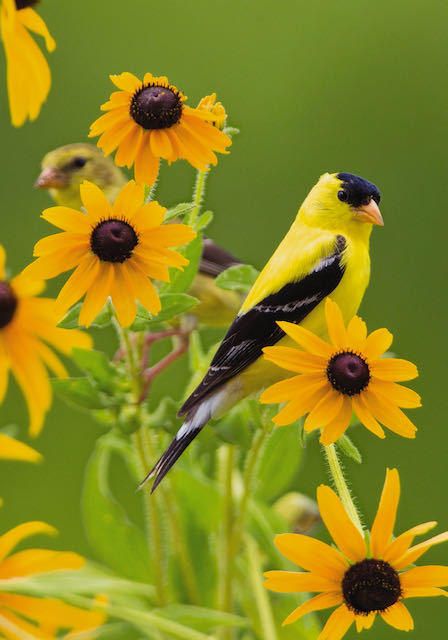 Wild Birds Backyards, House Sparrow Photography, Wild Birds Unlimited, Jamaica National Bird, South African Sparrow, Bluebird House, Humming Bird Feeders, Colorful Birds, Beautiful Wall