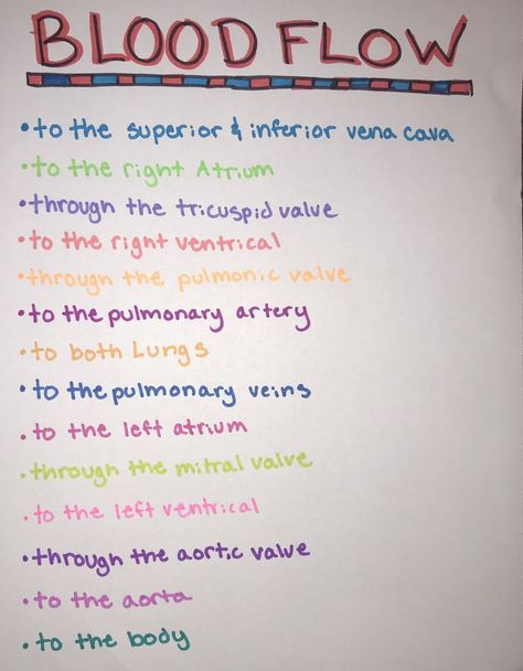 Functions Of The Heart, Anatomy And Physiology Heart Notes, How The Heart Works, Blood Flow Through The Heart Mnemonic, Flow Of Blood Through The Heart, Human Heart Notes, Cmsrn Exam, Heart Anatomy Studying, Echo Sonography