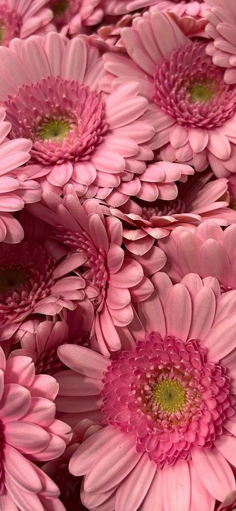 Pink Daisy Wallpaper Iphone Wallpapers, Pink Screensaver Iphone, Projector Background, Pink Daisy Wallpaper, Fav Flower, Daisy Background, Hydrangea Wallpaper, Filler Photos, April Birth Flower