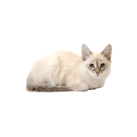 Cat Png Icon, Cats White Background, Cat White Background, Cat On White Background, Cats Png, Toro Inoue, Cat Png, Cat Background, Animal Png