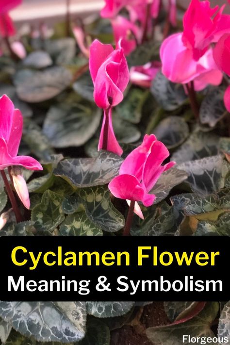 Cyclamen Flower Cyclamen Flower Aesthetic, Cyclamen Care, Plant Meanings, Cyclamen Flower, Spiritual Signs, Red Plants, Flower Meanings, Nothing But Flowers, Different Flowers