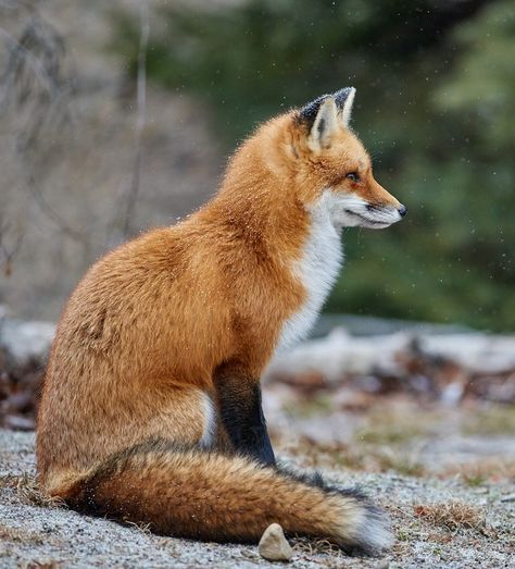 Photos Of Foxes, Red Fox Reference, Fox Pictures Photographs, Fox Photos Photography, Renard Aesthetic, Fox Looking Down, Foxes Reference, Fox Looking Up, Fox Reference Drawing