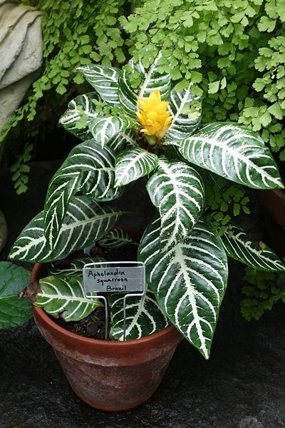 Aphelandra squarrosa Aphelandra Squarrosa, Indoor Plants, Flowers, Plants