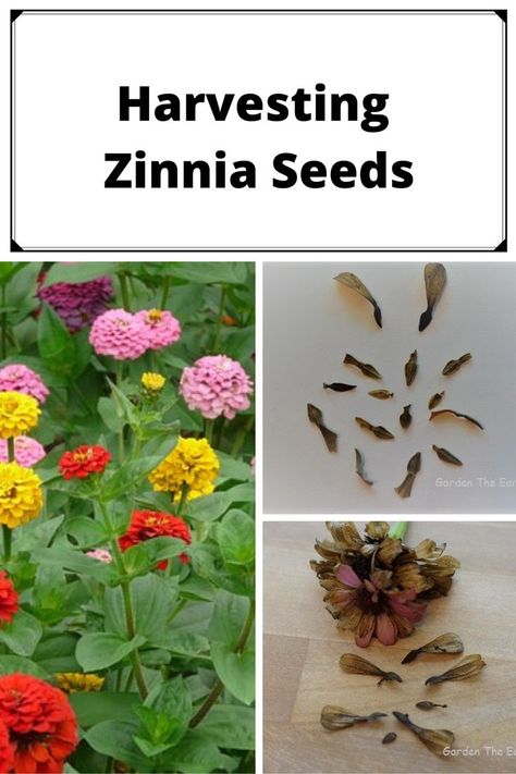 See how to identify zinnia seeds, how to remove and save zinnia seeds and how to grow zinnias. Planting Zinnias From Seed, Growing Zinnias From Seed, Seed Collecting, Save Seeds, Saving Seeds, Zinnia Seeds, Zinnia Garden, Succulent Planter Diy, Cut Flower Farm