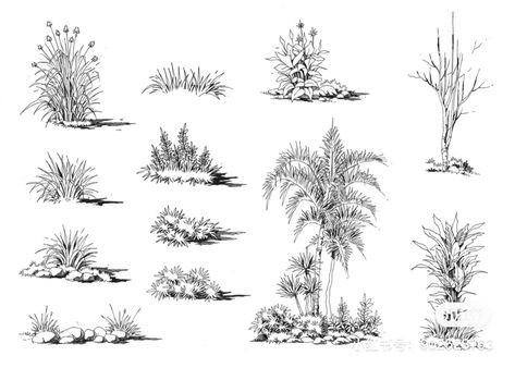 Pencil Art Nature, Bushes Drawing, Bush Sketch, Bush Drawing, Plant Sketch, Nature Sketches, Landscape Sketches, Drawing Trees, Plant Sketches