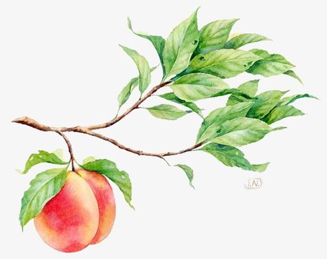 peach,fruit,plant,illustration,Cartoon,Hand Painted,Literature and art,Fresh Peach Tattoo, Fruit Artwork, Fruits Decoration, Peach Walls, Fruit Wall Art, Peach Fruit, Illustration Botanique, Peach Trees, Plant Painting