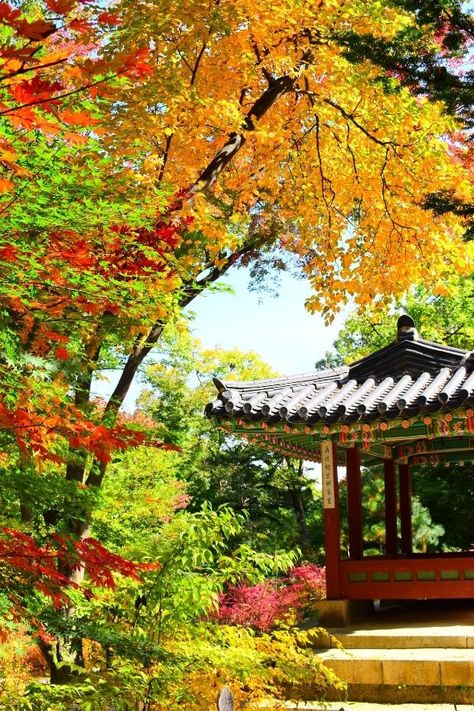 Where To See Autumn Leaves In Korea: 20 Fall Foliage Spots Leaves Pictures, Visit Korea, Seoraksan National Park, Autumn In Korea, Nami Island, Korea Wallpaper, Living In Korea, Autumn Foliage, Korea Travel